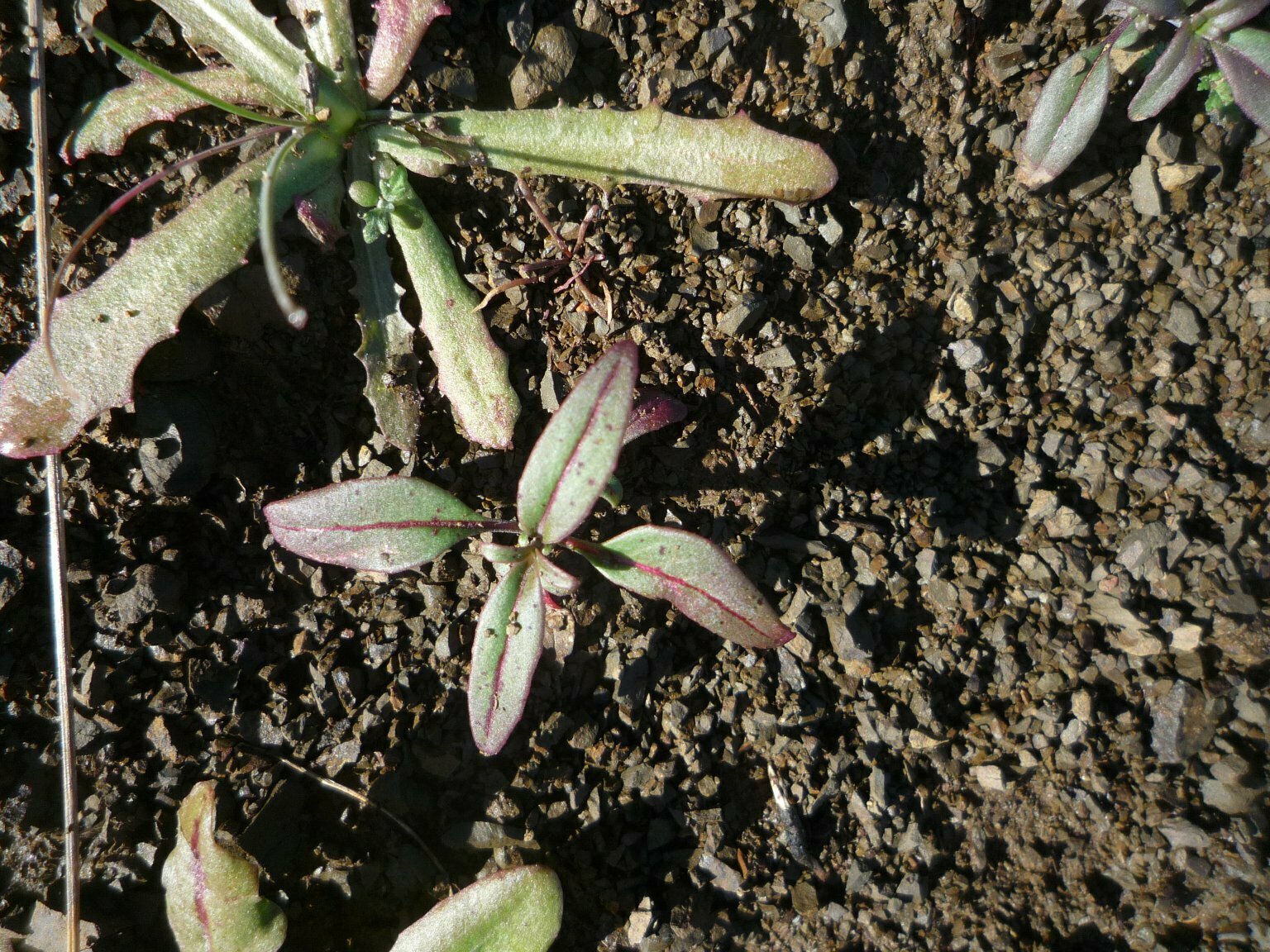 High Resolution Collinsia heterophylla Shoot